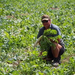 Radish cover crop