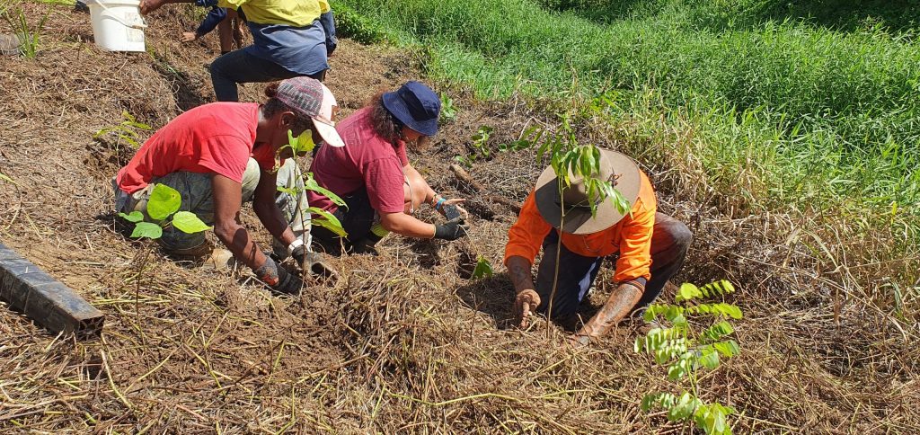 Revegetation for weed management