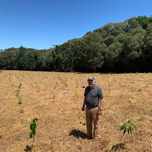 Michael McAuliffe is restoring cassowary corridors