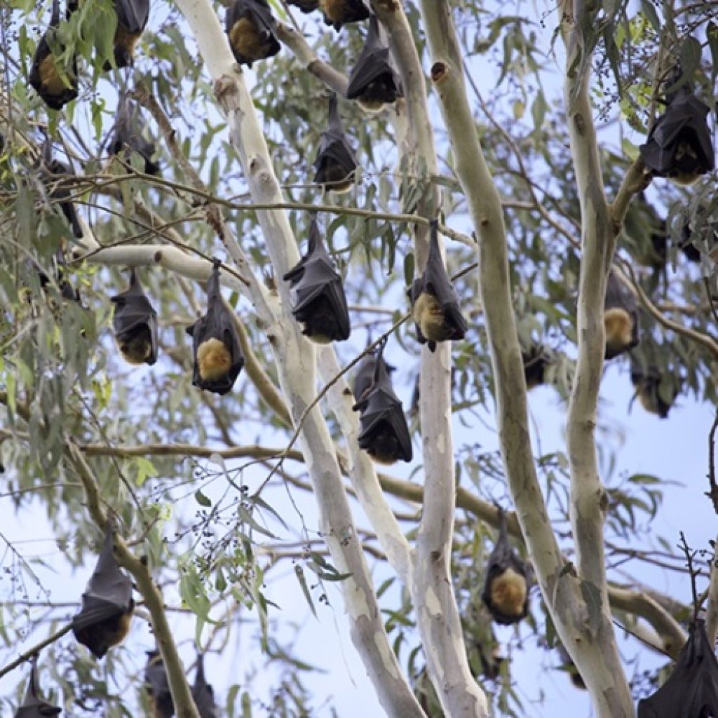 Bats in Your Backyard