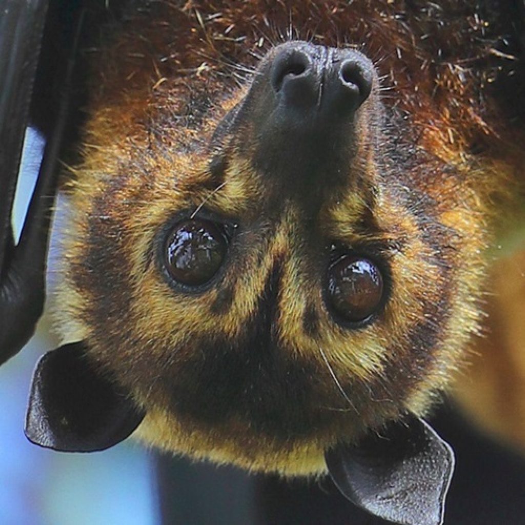 $2M Boost for Spectacled Flying-foxes