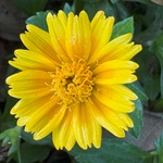 singapore daisy
