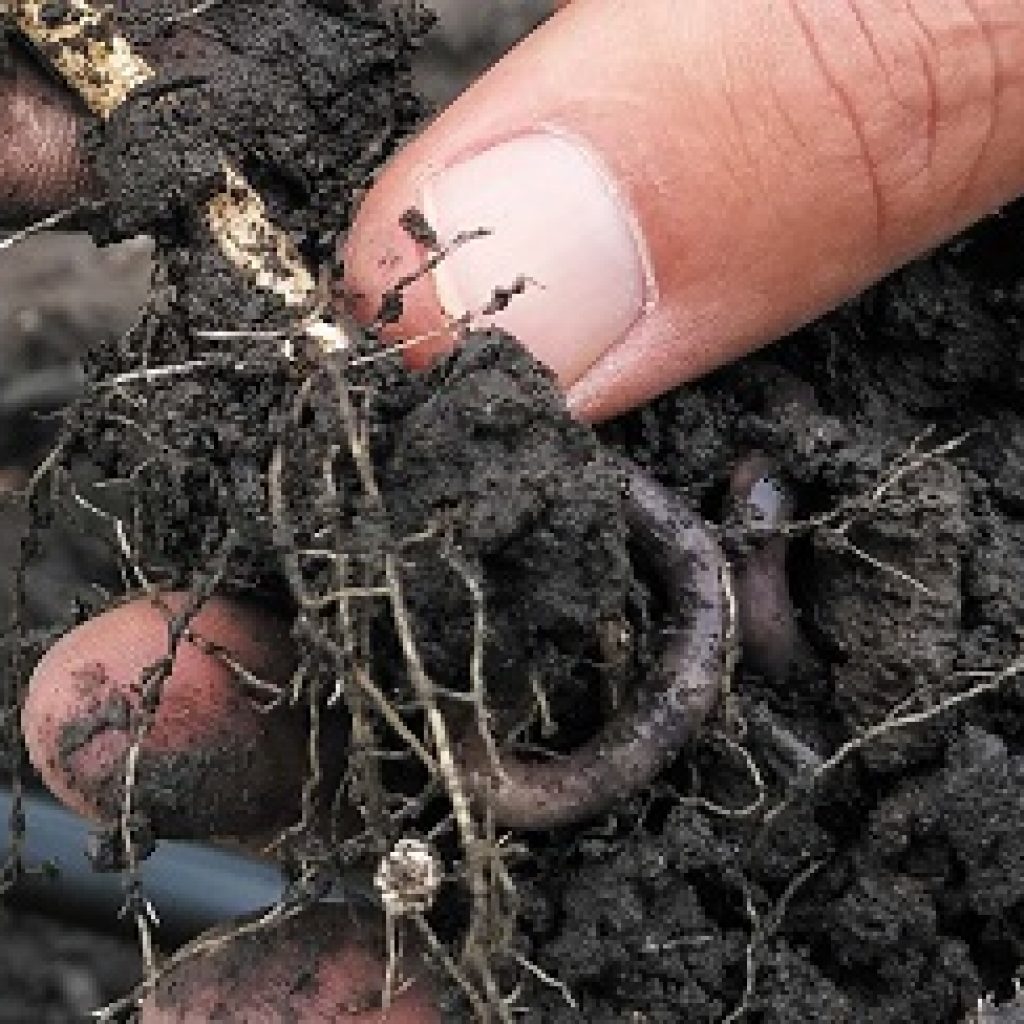 New soil health project