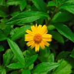 singapore daisy