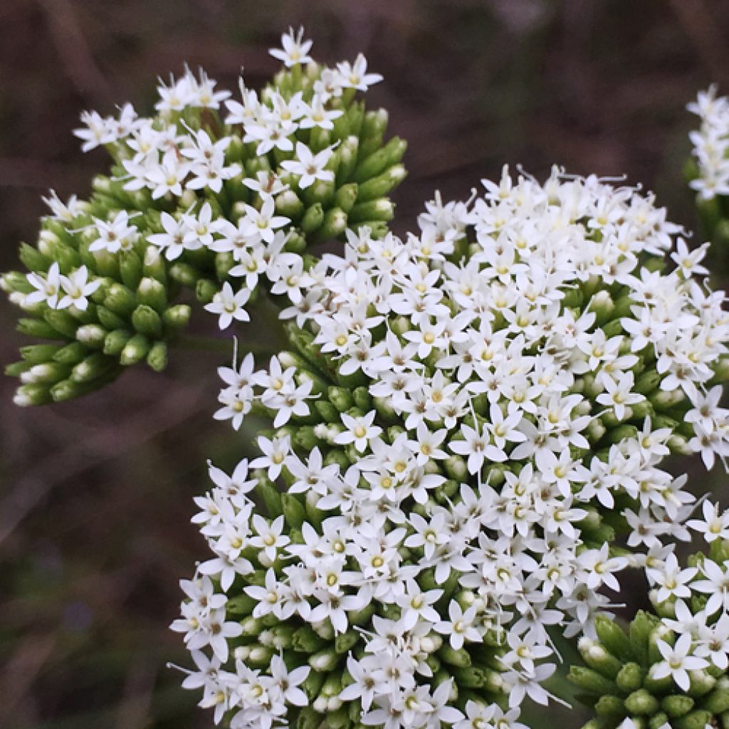 Controlling Stevia ovata