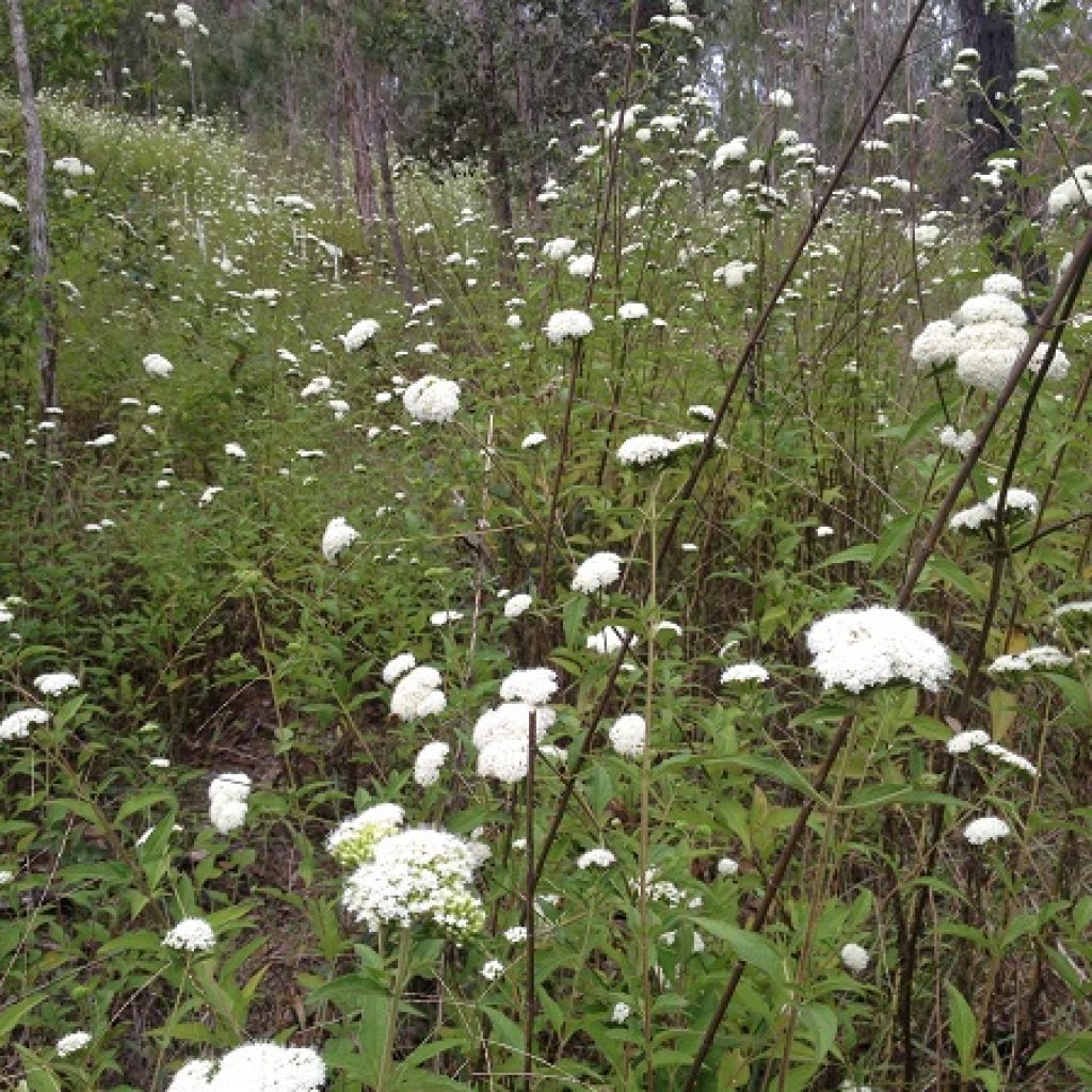 Hunt for stevia (candy leaf)