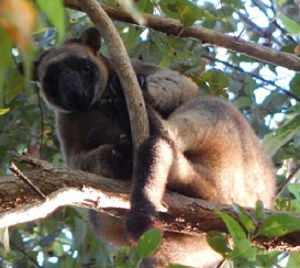 tree kangaroo