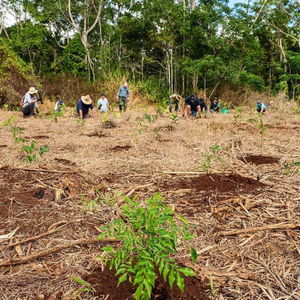 Carbon Farming in Tropical North Queensland