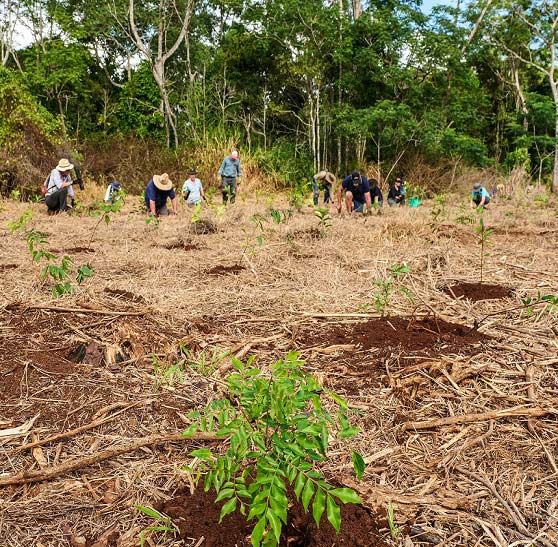 tree planting