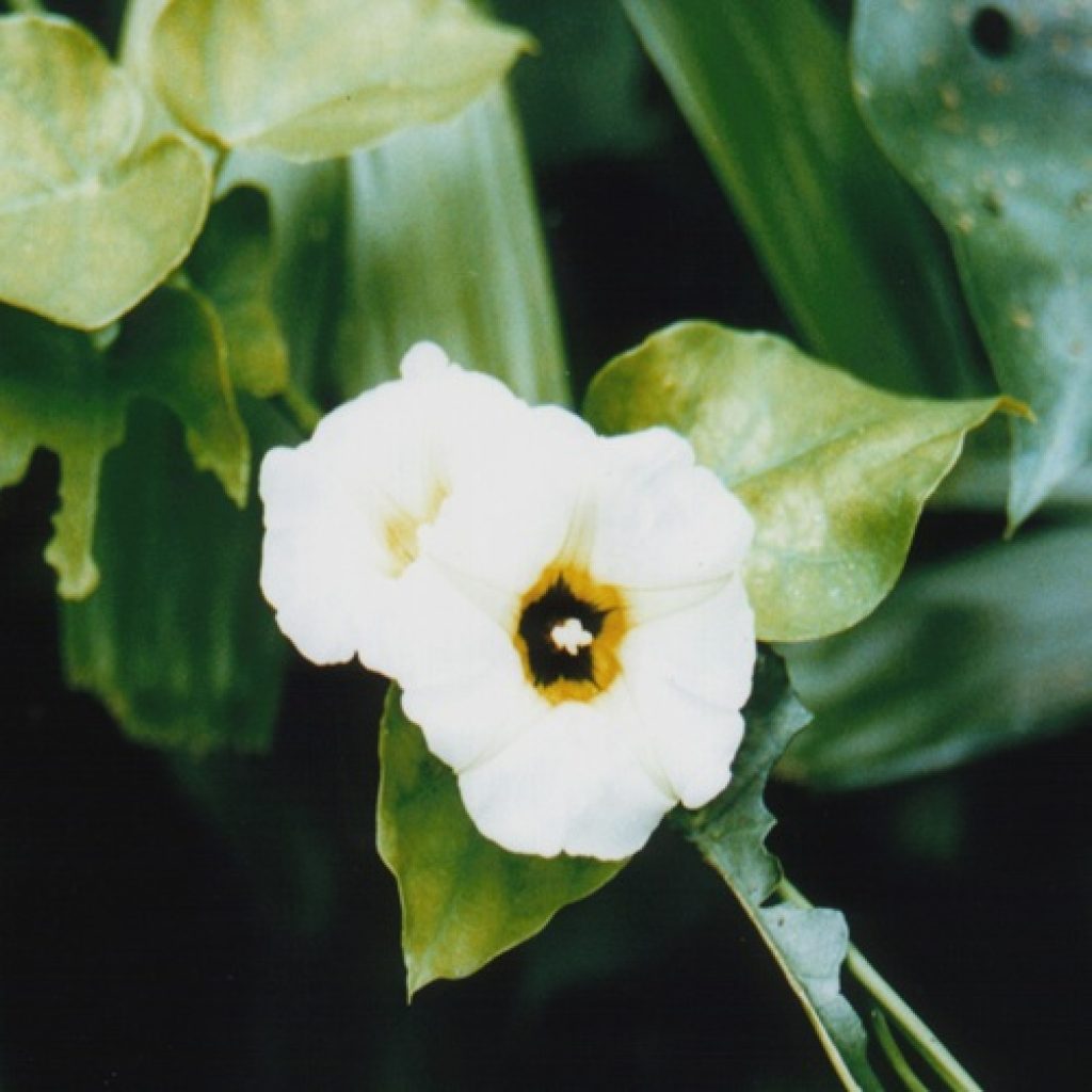 Know Your Weeds: Turbina Vine
