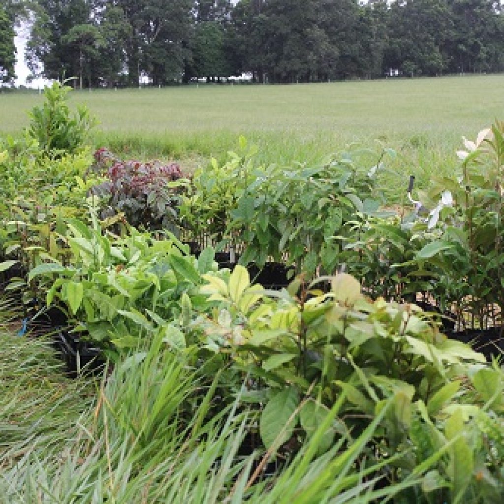 Tree-planting to strengthen creekbanks