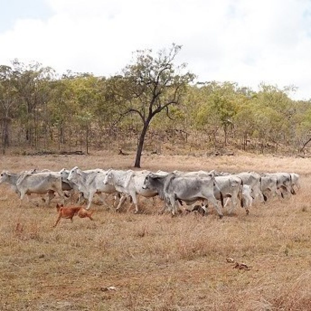 Changes at century-old cattle station
