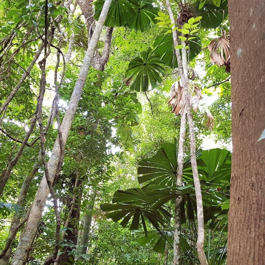 Protecting rainforest for the future