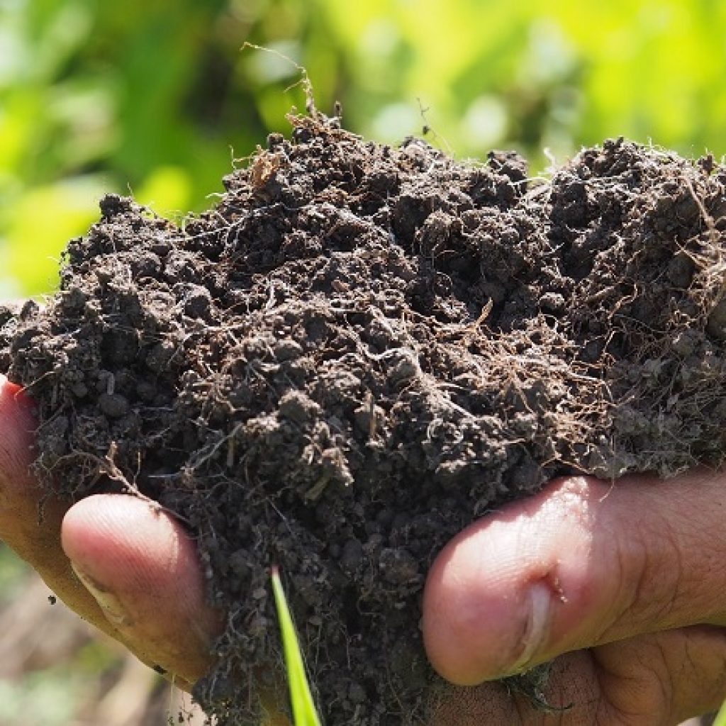 Soil Health workshops