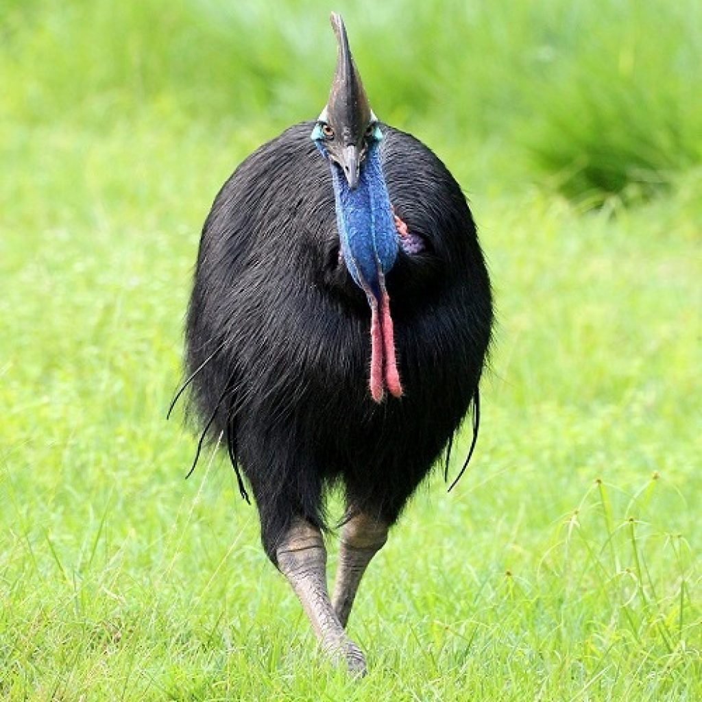 International Biodiversity Day