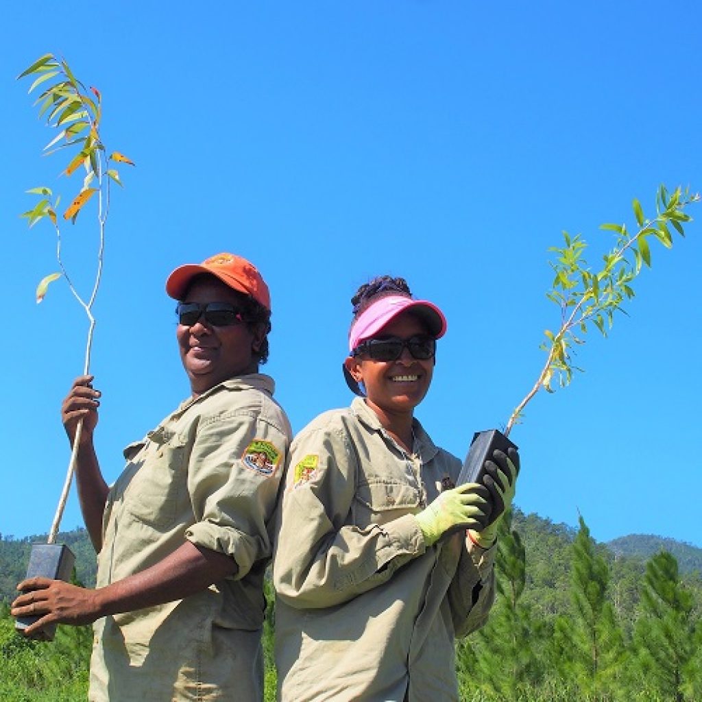 Tree-Planting for the Mahogany Glider
