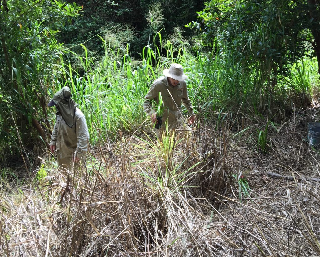 From weeds to wildlife…