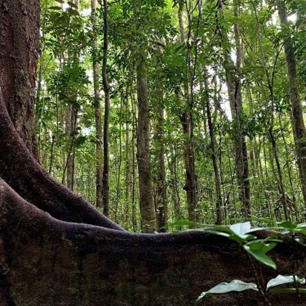 Can Money Grow on Trees?