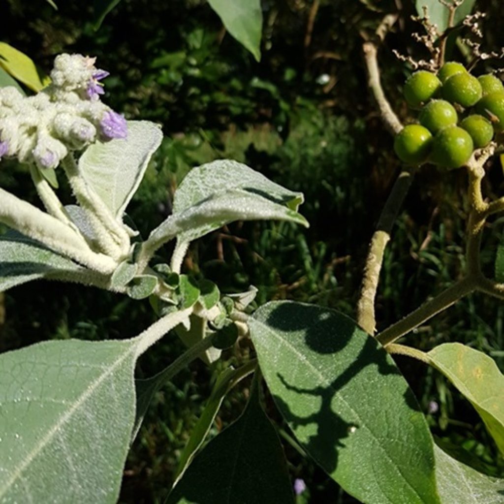 Wild Tobacco and Ticks