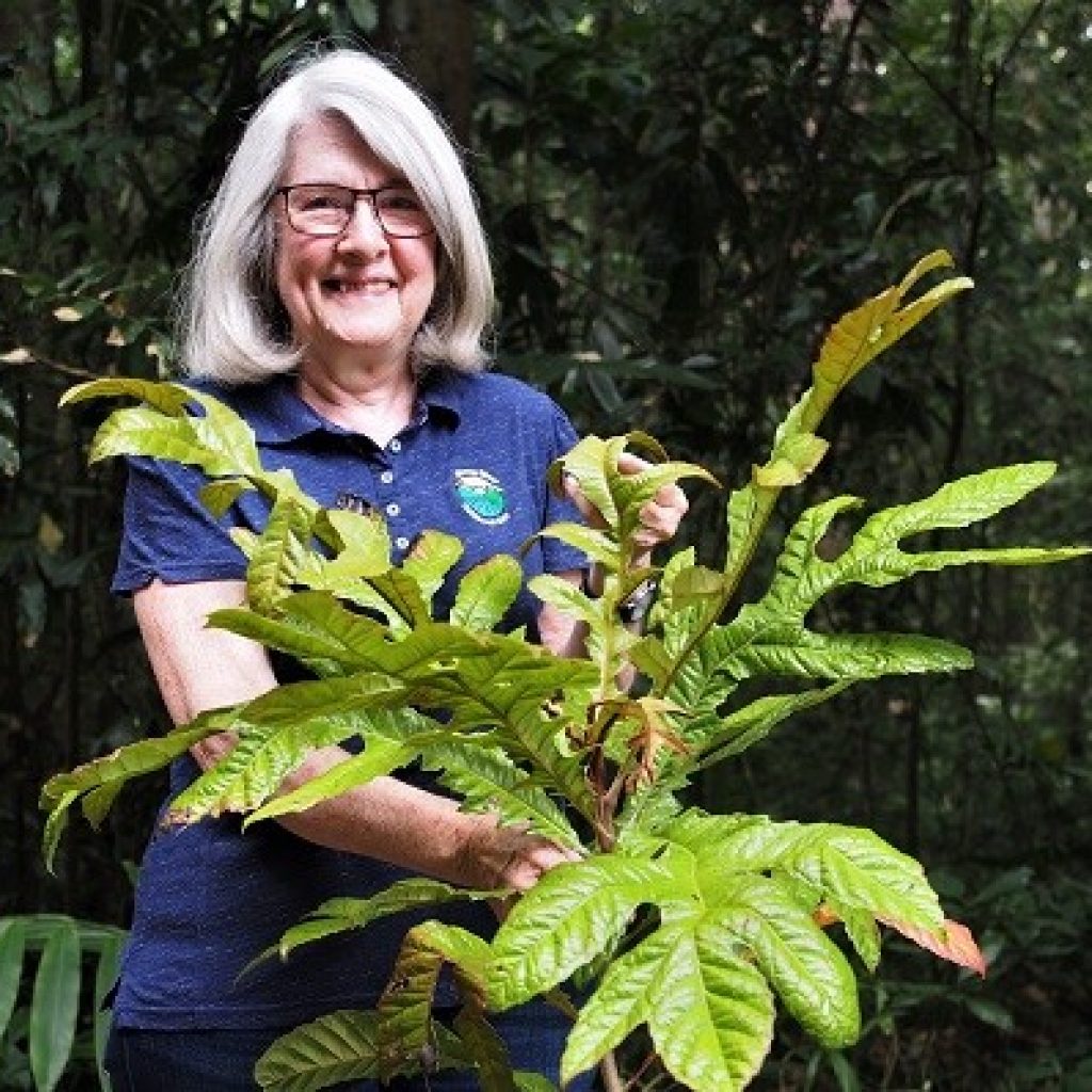 Expanding Mabi rainforest