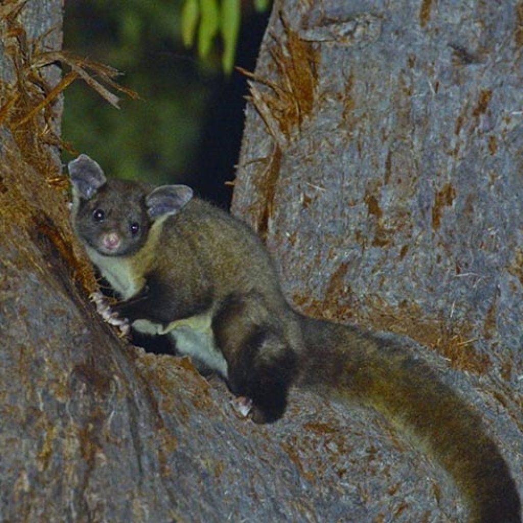 Yellow-bellied glider project
